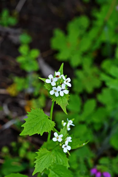 Alliaria Petiolata Eller Vitlökssenap Tvåårig Blommande Växt Senapsfamiljen Brassicaceae Nära — Stockfoto