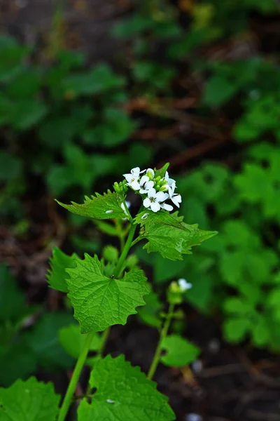 Alliaria Petiolata Hardalgiller Brassicaceae Familyasından Bir Bitki Türü Çiçek Açan — Stok fotoğraf