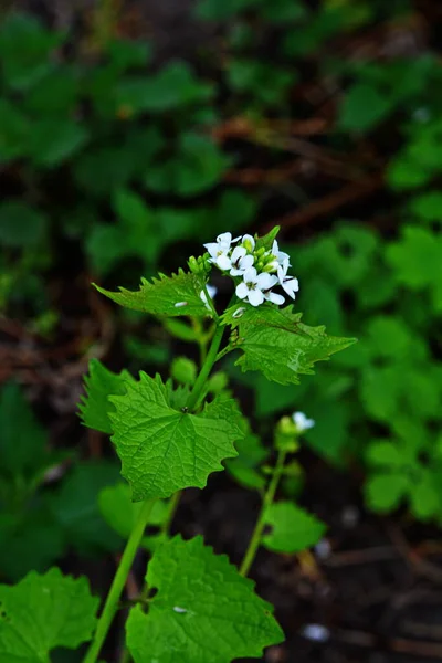 Alliaria Petiolata Eller Vitlökssenap Tvåårig Blommande Växt Senapsfamiljen Brassicaceae Nära — Stockfoto