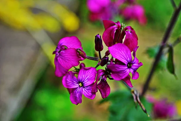 每年春天在森林边缘收集银叶多年生植物 拉丁文 Lunaria Annua 菊花的绿色花朵 美丽的花园花朵 — 图库照片