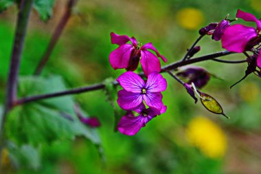 İlkbaharda ormanın kenarında yıllık gümüş yaprak koleksiyonu (Latince: Lunaria annua). Ay bitkisinin yeşil çiçekleri. Güzel bahçe çiçekleri.