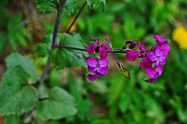 春に森の端にある年次シルバーリーフ多年草 ラテン語 Lunaria Annua のコレクション ルナリア植物の緑の花 美しい庭の花 — ストック写真