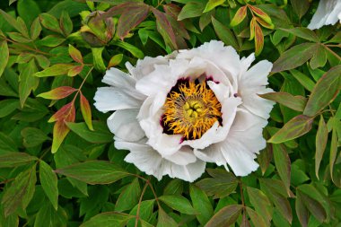 Pembe bir peeonia funruticosa 'nın açık tomurcuğu güzeldir. Yakından büyük şakayık çiçeği. Bahçe bitkileri Beyaz yapraklı Çin şakayığı..