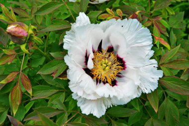 Pembe bir peeonia funruticosa 'nın açık tomurcuğu güzeldir. Yakından büyük şakayık çiçeği. Bahçe bitkileri Beyaz yapraklı Çin şakayığı..