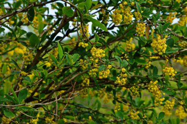 Berberis vulgaris (yaygın böğürtlen, Avrupa böğürtlen veya sadece böğürtlen olarak da bilinir) çiçekli çalılar. Bir sürü parlak sarı çiçekli bahar çiçeklerinden biri.