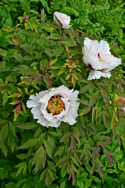 ピンクのパエオニア サフルティコサのオープン バッドは美しいです 大きな牡丹の花が閉じます 庭の植物 白い花弁を屋外に持つ中国の牡丹 — ストック写真