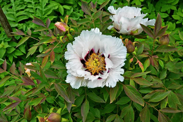 Nyitott Rügy Egy Rózsaszín Paeonia Suffruticosa Gyönyörű Nagy Bazsarózsa Virág — Stock Fotó