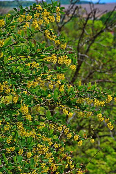 Kvetoucí Keř Berberis Vulgaris Známý Také Jako Obyčejný Ananas Evropský — Stock fotografie