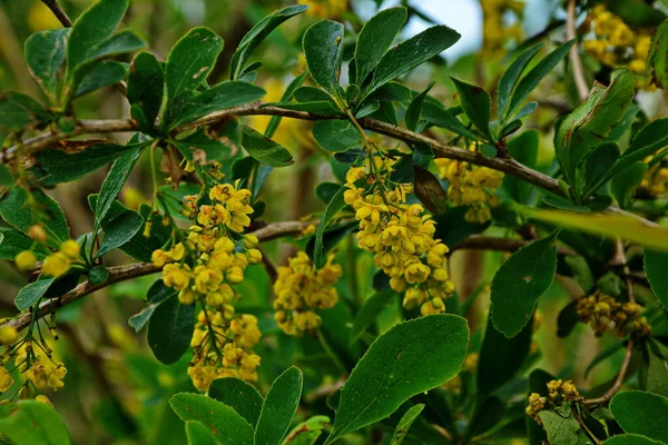 Blühender Strauch Der Berberis Vulgaris Auch Berberitze Europäische Berberitze Oder — Stockfoto