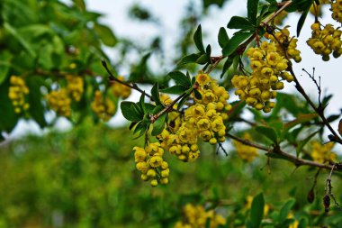Berberis vulgaris (yaygın böğürtlen, Avrupa böğürtlen veya sadece böğürtlen olarak da bilinir) çiçekli çalılar. Bir sürü parlak sarı çiçekli bahar çiçeklerinden biri.