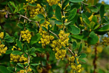 Berberis vulgaris (yaygın böğürtlen, Avrupa böğürtlen veya sadece böğürtlen olarak da bilinir) çiçekli çalılar. Bir sürü parlak sarı çiçekli bahar çiçeklerinden biri.