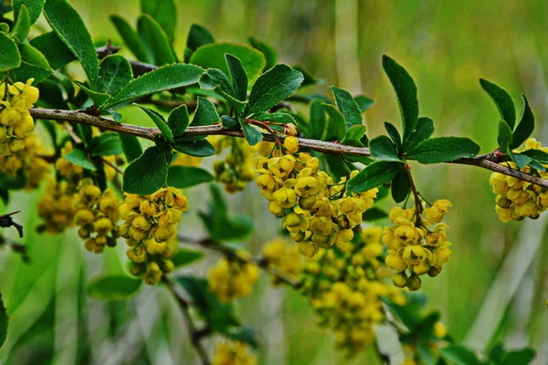 Arbuste Fleurs Berberis Vulgaris Également Connu Sous Nom Épine Vinette — Photo