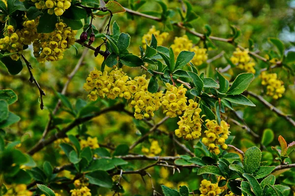 Blommande Buske Berberis Vulgaris Ven Som Vanliga Berberberberis Europeiska Berberberis — Stockfoto