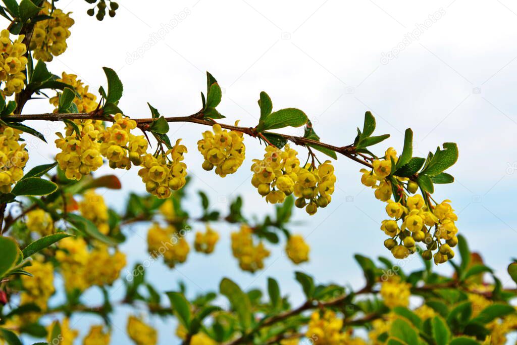 Blossoming shrub of the Berberis vulgaris (also known as common barberry, European barberry or simply barberry). It is one of the spring flowering plant with many bright yellow flowers