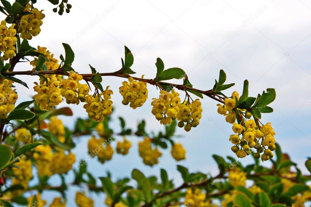 Blossoming shrub of the Berberis vulgaris (also known as common barberry, European barberry or simply barberry). It is one of the spring flowering plant with many bright yellow flowers
