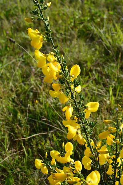 Primer Plano Rama Flores Amarillas Florecientes Cytisus Scoparius Escoba Común —  Fotos de Stock