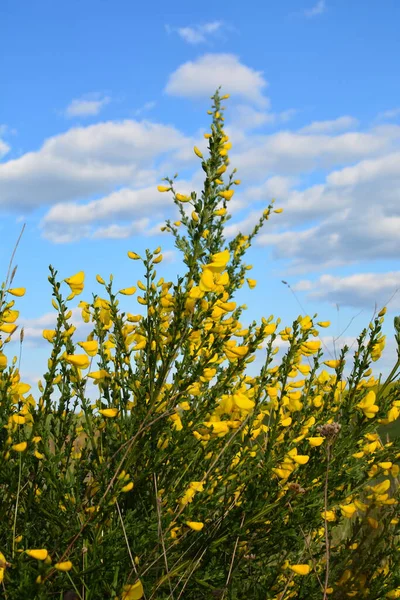 Gros Plan Branche Des Fleurs Jaunes Florissantes Cytisus Scoparius Balai — Photo