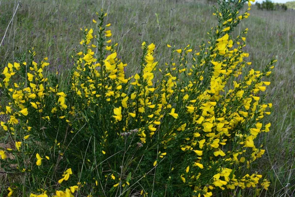 闭合的分枝盛开的黄花 属仙人掌属 属常用扫帚或苏格兰扫帚 Sarothamnus Scoparius 绽放的扫帚 四月份的仙人掌 — 图库照片