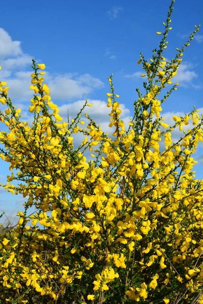 Закрываем Ветку Цветущих Желтых Цветков Cytisus Scoparius Обыкновенного Веника Шотландского — стоковое фото