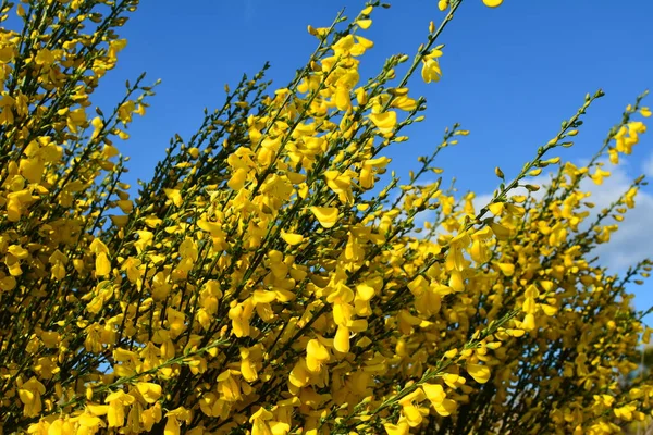 Közelről Cytisus Scoparius Közönséges Seprű Vagy Skót Seprű Virágzó Sárga — Stock Fotó