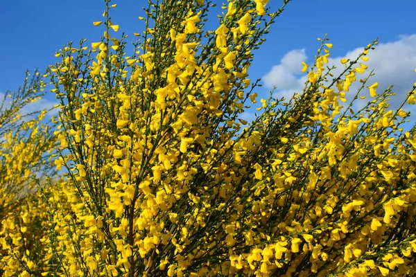 Cytisus Scoparius 'un çiçek açan sarı çiçekleri, yaygın süpürge ya da İskoç süpürgesi, Syn' in dalını kapatın. Sarothamnus Scoparius. Nisan ayında çiçek açan süpürge, Cytisus scoparius