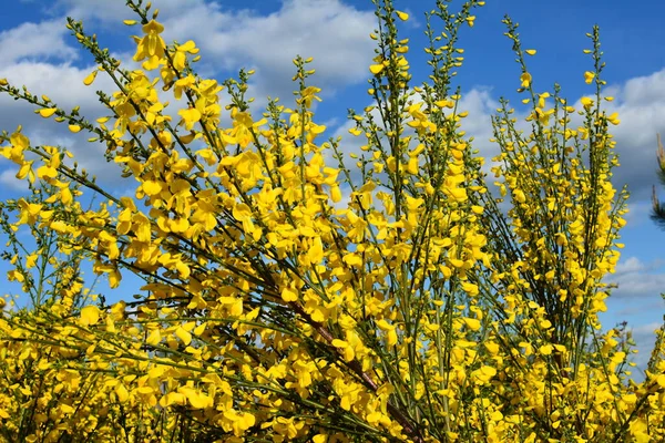 Gros Plan Branche Des Fleurs Jaunes Florissantes Cytisus Scoparius Balai — Photo