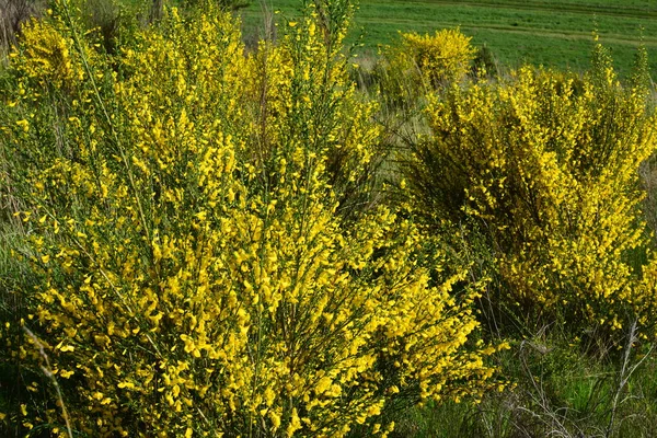 Close Ramo Flores Amarelas Florescentes Cytisus Scoparius Vassoura Comum Escocês — Fotografia de Stock