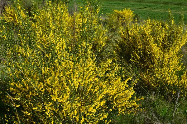 Nahaufnahme Des Zweiges Der Blühenden Gelben Blüten Von Cytisus Scoparius — Stockfoto
