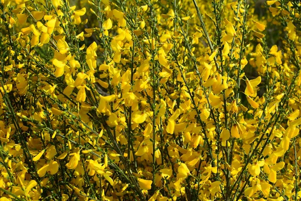 Gros Plan Branche Des Fleurs Jaunes Florissantes Cytisus Scoparius Balai — Photo