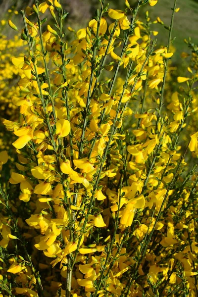 Close Van Tak Van Bloeiende Gele Bloemen Van Cytisus Scoparius — Stockfoto