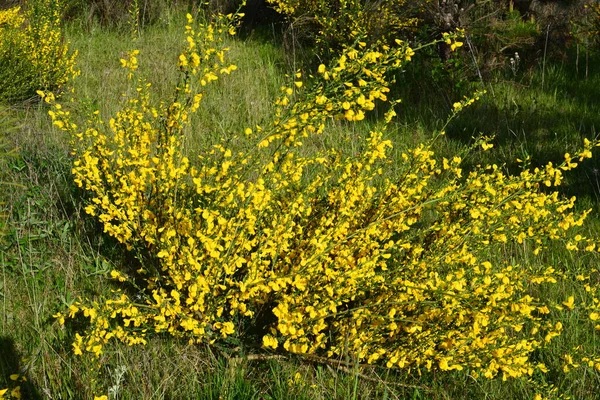 Close Branch Blooming Yellow Flowers Cytisus Scoparius Common Broom Scotch — Stock Photo, Image