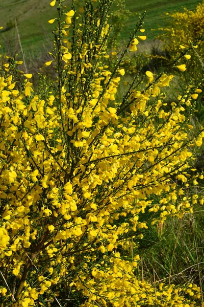 스카사리오 Cytisus Scoparius 스카치 Scotch Broom 가지를 가까이 Sarothamnus Scoparius — 스톡 사진