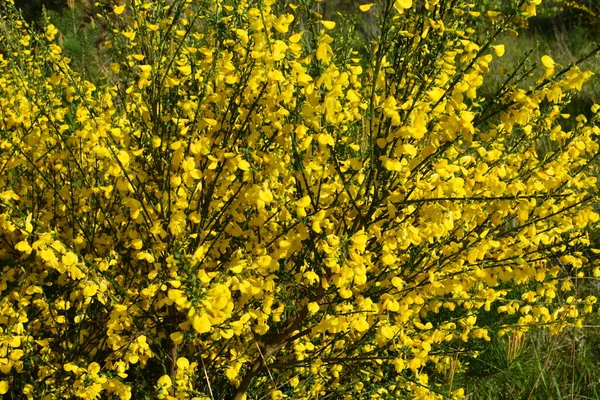 Close Branch Blooming Yellow Flowers Cytisus Scoparius Common Broom Scotch — Stock Photo, Image
