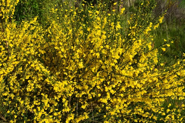 Közelről Cytisus Scoparius Közönséges Seprű Vagy Skót Seprű Virágzó Sárga — Stock Fotó