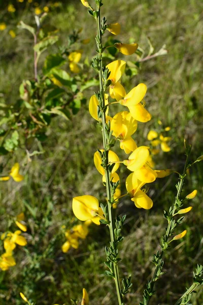 Közelről Cytisus Scoparius Közönséges Seprű Vagy Skót Seprű Virágzó Sárga — Stock Fotó