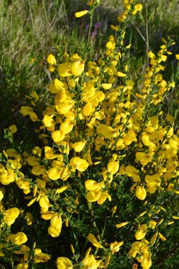 Cytisus Scoparius 'un çiçek açan sarı çiçekleri, yaygın süpürge ya da İskoç süpürgesi, Syn' in dalını kapatın. Sarothamnus Scoparius. Nisan ayında çiçek açan süpürge, Cytisus scoparius