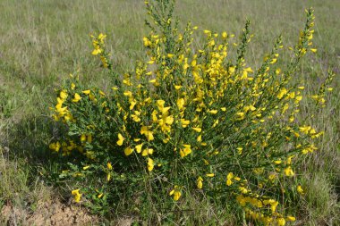 Cytisus Scoparius 'un çiçek açan sarı çiçekleri, yaygın süpürge ya da İskoç süpürgesi, Syn' in dalını kapatın. Sarothamnus Scoparius. Nisan ayında çiçek açan süpürge, Cytisus scoparius