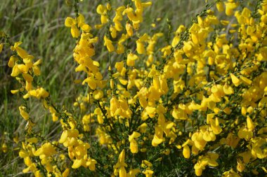 Cytisus Scoparius 'un çiçek açan sarı çiçekleri, yaygın süpürge ya da İskoç süpürgesi, Syn' in dalını kapatın. Sarothamnus Scoparius. Nisan ayında çiçek açan süpürge, Cytisus scoparius