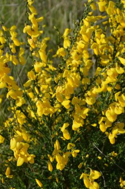 Cytisus Scoparius 'un çiçek açan sarı çiçekleri, yaygın süpürge ya da İskoç süpürgesi, Syn' in dalını kapatın. Sarothamnus Scoparius. Nisan ayında çiçek açan süpürge, Cytisus scoparius