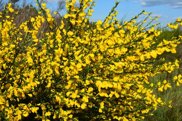 Cytisus Scoparius 'un çiçek açan sarı çiçekleri, yaygın süpürge ya da İskoç süpürgesi, Syn' in dalını kapatın. Sarothamnus Scoparius. Nisan ayında çiçek açan süpürge, Cytisus scoparius