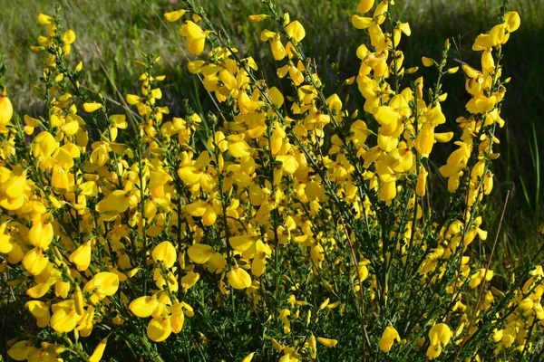 Cytisus Scoparius 'un çiçek açan sarı çiçekleri, yaygın süpürge ya da İskoç süpürgesi, Syn' in dalını kapatın. Sarothamnus Scoparius. Nisan ayında çiçek açan süpürge, Cytisus scoparius