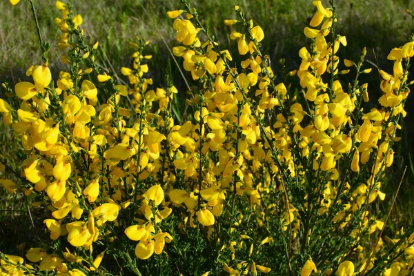 Gros Plan Branche Des Fleurs Jaunes Florissantes Cytisus Scoparius Balai — Photo