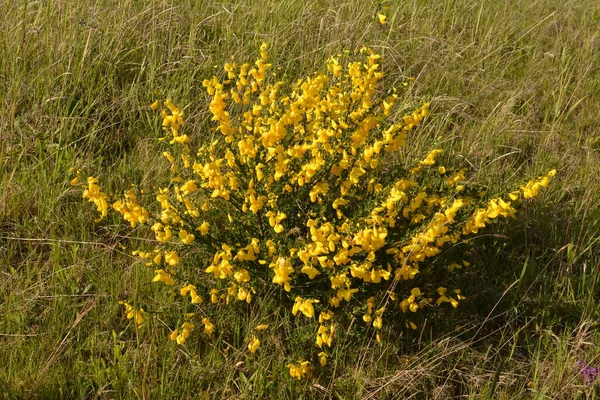 Κοντινό Πλάνο Του Κλαδιού Των Ανθισμένων Κίτρινων Λουλουδιών Του Cytisus — Φωτογραφία Αρχείου