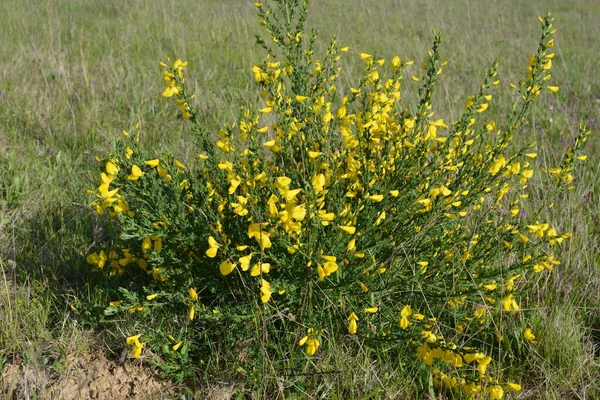 Közelről Cytisus Scoparius Közönséges Seprű Vagy Skót Seprű Virágzó Sárga — Stock Fotó