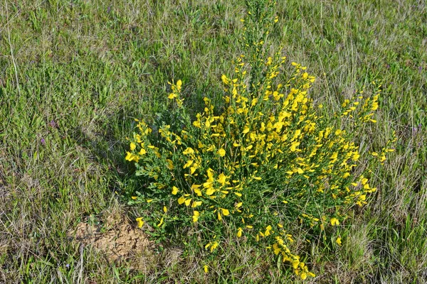 Primer Plano Rama Flores Amarillas Florecientes Cytisus Scoparius Escoba Común —  Fotos de Stock