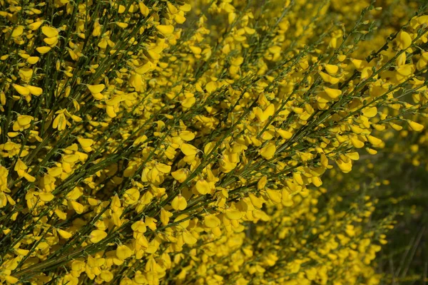 Közelről Cytisus Scoparius Közönséges Seprű Vagy Skót Seprű Virágzó Sárga — Stock Fotó