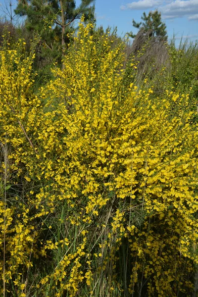 Close Ramo Flores Amarelas Florescentes Cytisus Scoparius Vassoura Comum Escocês — Fotografia de Stock