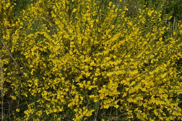 Закрываем Ветку Цветущих Желтых Цветков Cytisus Scoparius Обыкновенного Веника Шотландского — стоковое фото