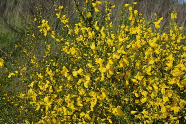Close Ramo Flores Amarelas Florescentes Cytisus Scoparius Vassoura Comum Escocês — Fotografia de Stock