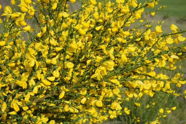 Cytisus Scoparius 'un çiçek açan sarı çiçekleri, yaygın süpürge ya da İskoç süpürgesi, Syn' in dalını kapatın. Sarothamnus Scoparius. Nisan ayında çiçek açan süpürge, Cytisus scoparius